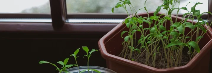 Zwei Töpfe mit Setzlingen am Fenster